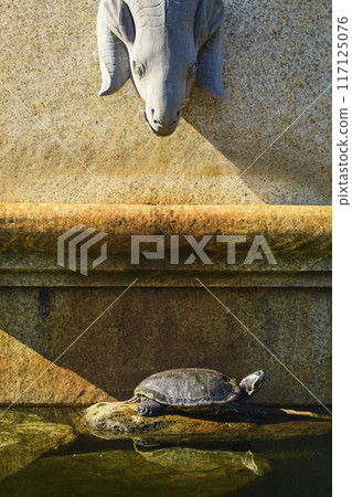 烏龜漂浮在水中 117125076