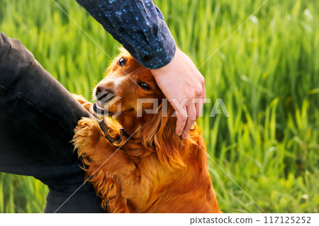 Man interacting with spaniel, outdoor pet play, orange spaniel enjoying the day. Happy dog and owner moment, hand caressing spaniel Man interacting with spaniel, outdoor pet play, orange spaniel enjoying the day. Happy dog and owner moment, hand caressing spaniel 117125252