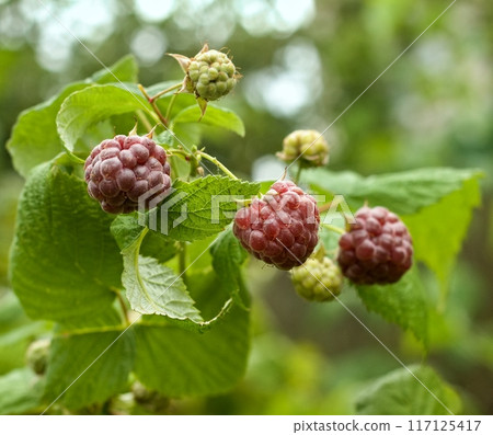 Branch with purple raspberries, lat. Rubus hybridus Glen Coe in the garden. 117125417