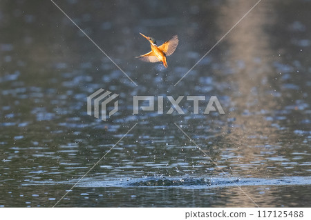 The beauty of kingfishers in nature in Thailand. 117125488