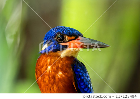 The beauty of kingfishers in nature in Thailand. The beauty of kingfishers in nature in Thailand. 117125494