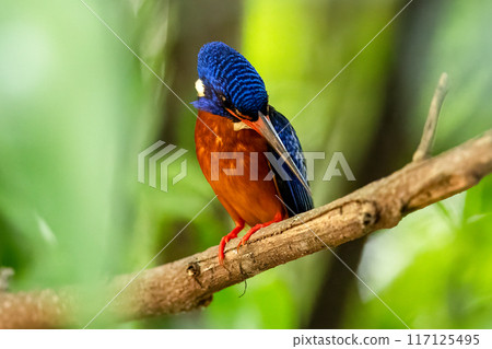 The beauty of kingfishers in nature in Thailand. The beauty of kingfishers in nature in Thailand. 117125495