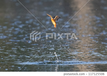 The beauty of kingfishers in nature in Thailand. The beauty of kingfishers in nature in Thailand. 117125506
