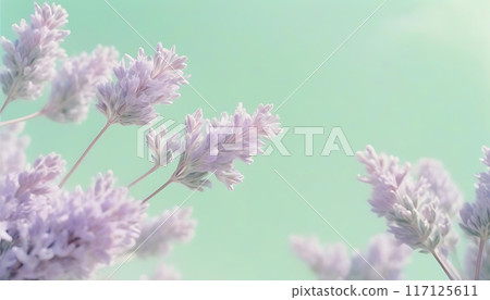 beautiful flowers of lavender 117125611