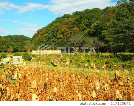 深秋21世紀森林廣場景觀,荷塘乾涸 深秋21世紀森林廣場景觀,荷塘乾涸 117125641
