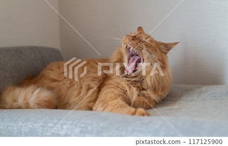 Cute cat yawning Brown tabby cat 117125900