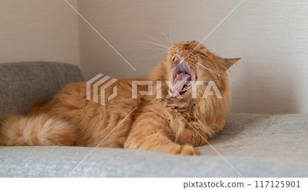 Cute cat yawning Brown tabby cat 117125901