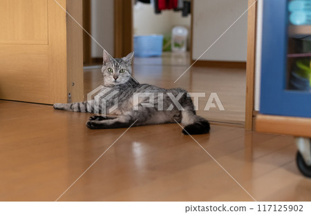 Cat lying on the floor, brown tabby cat Cat lying on the floor, brown tabby cat 117125902