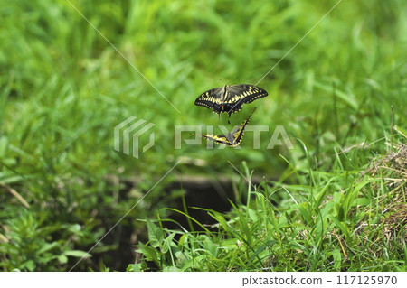 Two swallowtail butterflies playing in a field in Satoyama Two swallowtail butterflies playing in a field in Satoyama 117125970