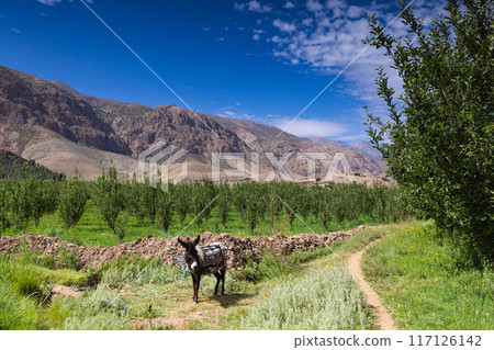 A donkey grazing near an apple orchard in Happy Valley. Ait Bougmez Valley. 117126142