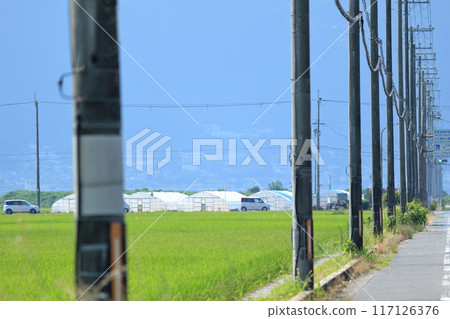 穿過稻田的筆直道路旁矗立著許多電線桿。 117126376