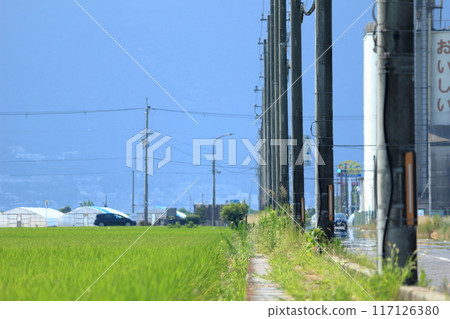 Many electric poles stand along a straight road through rice fields Many electric poles stand along a straight road through rice fields 117126380