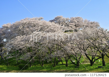 Somei Yoshino blossoms bloom at the Maruzukayama Tomb, located at the top of Sakitama Tomb Park. Somei Yoshino blossoms bloom at the Maruzukayama Tomb, located at the top of Sakitama Tomb Park. 117126423