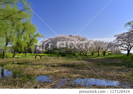 Sakitama Kofun Park's water lily pond and Maruzukayama Kofun with Somei Yoshino cherry blossoms blooming on top Sakitama Kofun Park's water lily pond and Maruzukayama Kofun with Somei Yoshino cherry blossoms blooming on top 117126424
