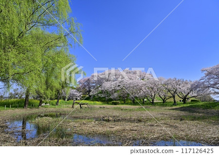 埼玉古墳公園和丸田山古墳的睡蓮池，上面盛開著染井吉野 117126425