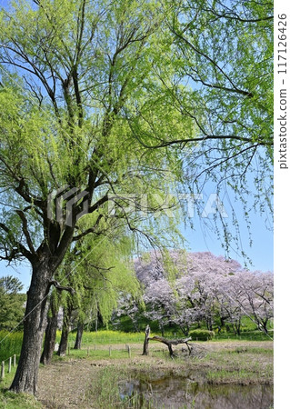 埼玉古墳公園荷花池中倒映的丸高山古墳山頂染井吉野盛開 117126426