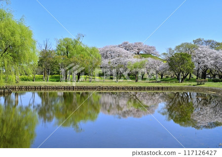 埼玉古墳公園荷花池中倒映的丸高山古墳山頂染井吉野盛開 117126427