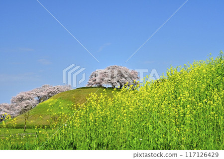 埼玉古墳公園內的稻荷山古墳前部和油菜花盛開的丸部山古墳 117126429