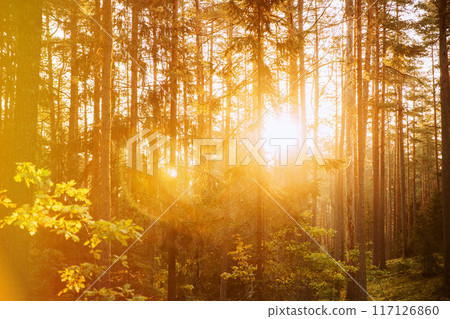 Pine Forest On Bright Sunny Autumn Day. Sun Shining Through Forest Trees Woods. Sunset Sunrise In Summer Forest Landscape. Forest Bathed In Sun. Copy Space, Copy-space. Merry Autumn Season 117126860
