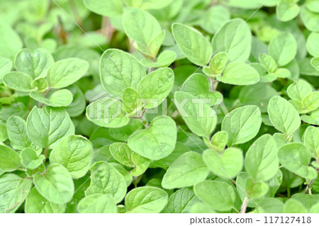 Oregano Oregano 117127418