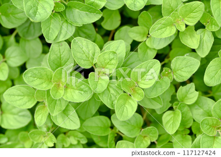 Oregano 117127424