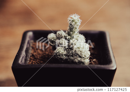 Silver Ball Cactus 117127425