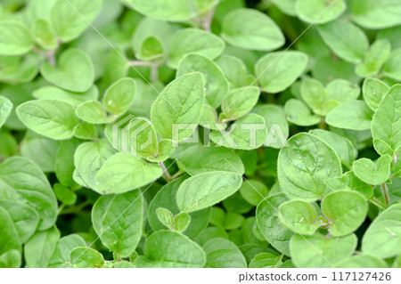 Oregano 117127426