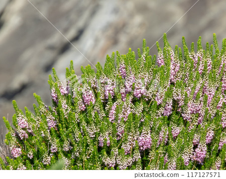 Erica vagans, wandering heath or cornish heath flowering plant on the blurred rocks background Erica vagans, wandering heath or cornish heath flowering plant on the blurred rocks background 117127571