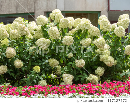 Hydrangea paniculata or panicled hydrangea flowering shrub in the urban garden Hydrangea paniculata or panicled hydrangea flowering shrub in the urban garden 117127572