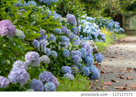 French hydrangea with light blue flowers garden hedge. 117127575