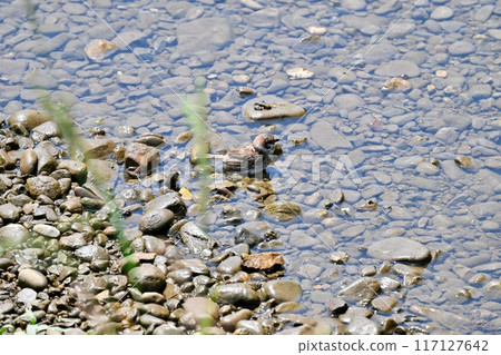 During the hot summer, sparrows, sparrows, and other wild birds come to bathe in the river. 117127642