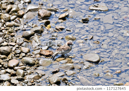 During the hot summer, sparrows, sparrows, and other wild birds come to bathe in the river. 117127645