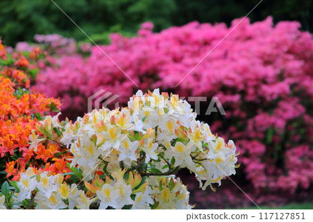The azalea area of the Royal Botanic Gardens, Kew, a World Heritage Site in the southwest of London, the capital of the United Kingdom. 117127851
