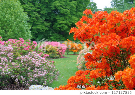 The azalea area of the Royal Botanic Gardens, Kew, a World Heritage Site in the southwest of London, the capital of the United Kingdom. The azalea area of the Royal Botanic Gardens, Kew, a World Heritage Site in the southwest of London, the capital of the United Kingdom. 117127855