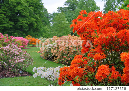 The azalea area of the Royal Botanic Gardens, Kew, a World Heritage Site in the southwest of London, the capital of the United Kingdom. 117127856