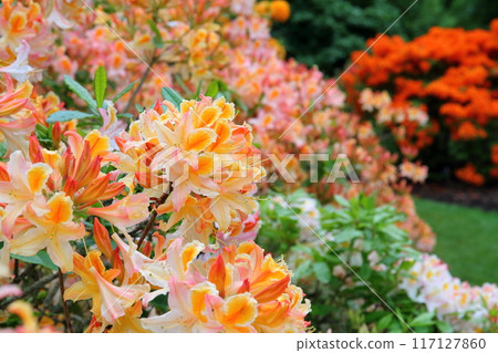The azalea area of the Royal Botanic Gardens, Kew, a World Heritage Site in the southwest of London, the capital of the United Kingdom. The azalea area of the Royal Botanic Gardens, Kew, a World Heritage Site in the southwest of London, the capital of the United Kingdom. 117127860