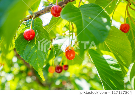 Kawazu Cherry Blossoms: 60th Anniversary of Sister City Partnership between Newport and Shimoda 117127864