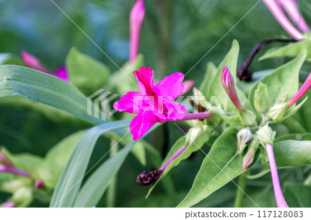 一口氣開放的紅大白花【白粉花】 一口氣開放的紅大白花【白粉花】 117128083