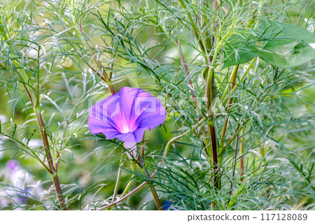 Purple morning glories bloom, lighting up the space between the cosmos stems and leaves. Purple morning glories bloom, lighting up the space between the cosmos stems and leaves. 117128089