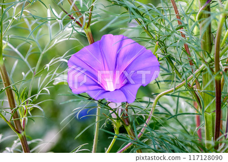 Purple morning glories bloom, lighting up the space between the cosmos stems and leaves. Purple morning glories bloom, lighting up the space between the cosmos stems and leaves. 117128090