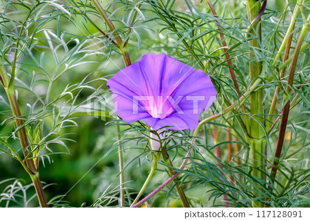 Purple morning glories bloom, lighting up the space between the cosmos stems and leaves. 117128091