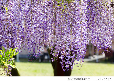 紫藤花壁紙01 117128346