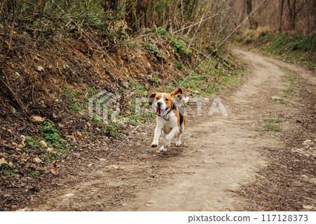 Cute Beagle Running, Hunting on Country Nature, Outside City, Fresh Spring Grass. Beautiful Dog On Walk Cute Beagle Running, Hunting on Country Nature, Outside City, Fresh Spring Grass. Beautiful Dog On Walk 117128373