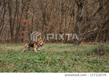 Cute Beagle Running, Hunting on Country Nature, Outside City, Fresh Spring Grass. Beautiful Dog On Walk Cute Beagle Running, Hunting on Country Nature, Outside City, Fresh Spring Grass. Beautiful Dog On Walk 117128376