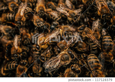 Macro Detailed Bees Insects Swarming, Ready To Look For New Home. Young Family. 117128379