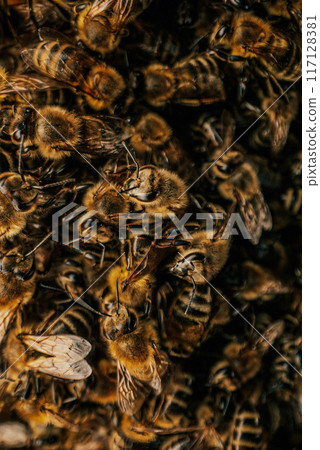 Macro Detailed Bees Insects Swarming, Ready To Look For New Home. Young Family. 117128381