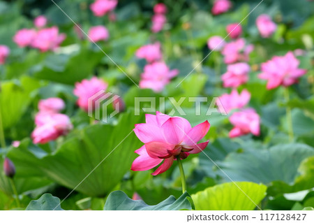 埼玉縣行田市小張古蓮花村的古蓮池裡盛開的行田蓮花 117128427