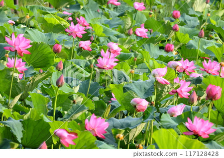 Gyoda lotus blooming all over the ancient lotus pond of the ancient lotus village, Kobari, Gyoda City, Saitama Prefecture 117128428
