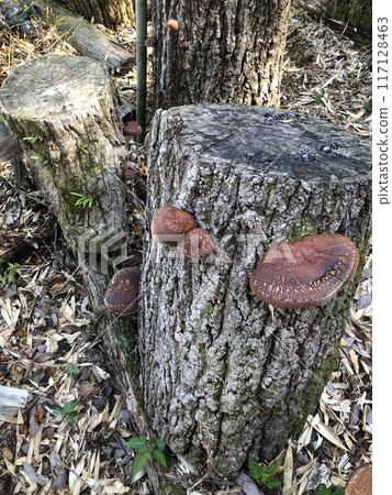 Shiitake cultivation Shiitake cultivation 117128463