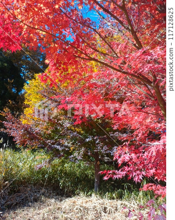 Autumn leaves heralding the arrival of autumn 117128625